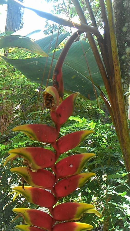 Chale Rancho Aratama Bed & Breakfast Jacarei Luaran gambar