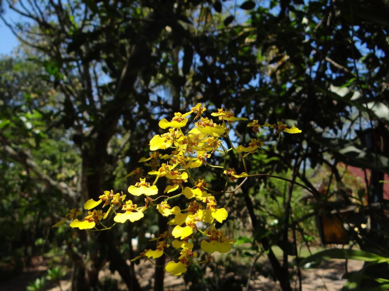 Chale Rancho Aratama Bed & Breakfast Jacarei Luaran gambar